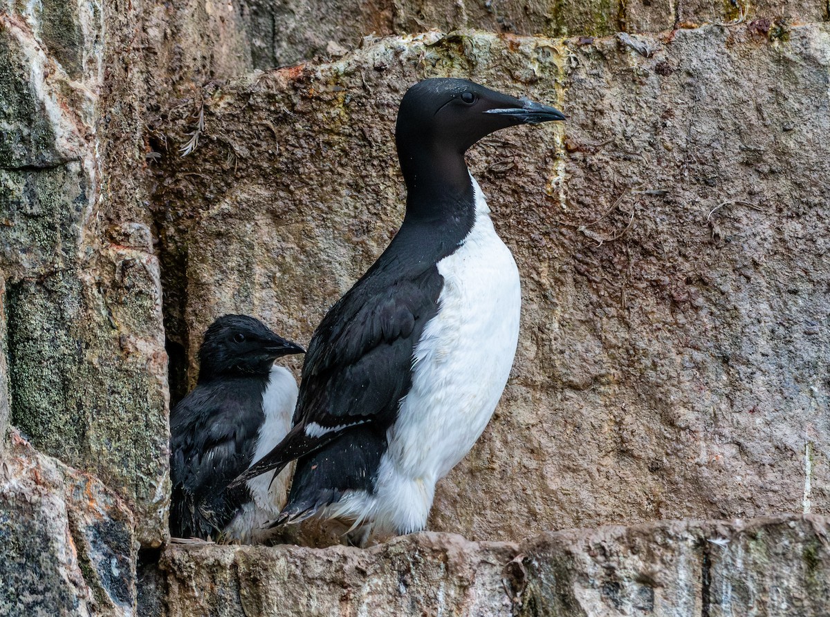 Thick-billed Murre - Peggy Mundy