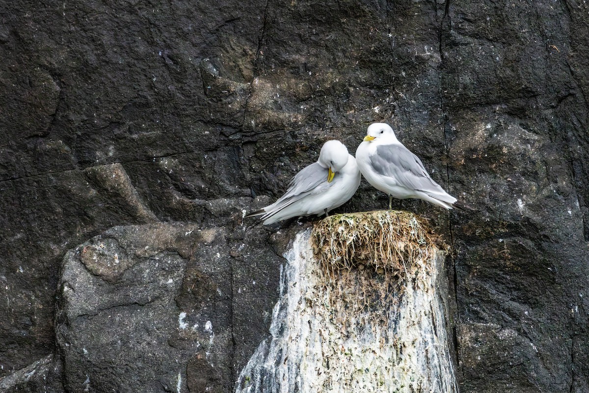 Black-legged Kittiwake - Peggy Mundy