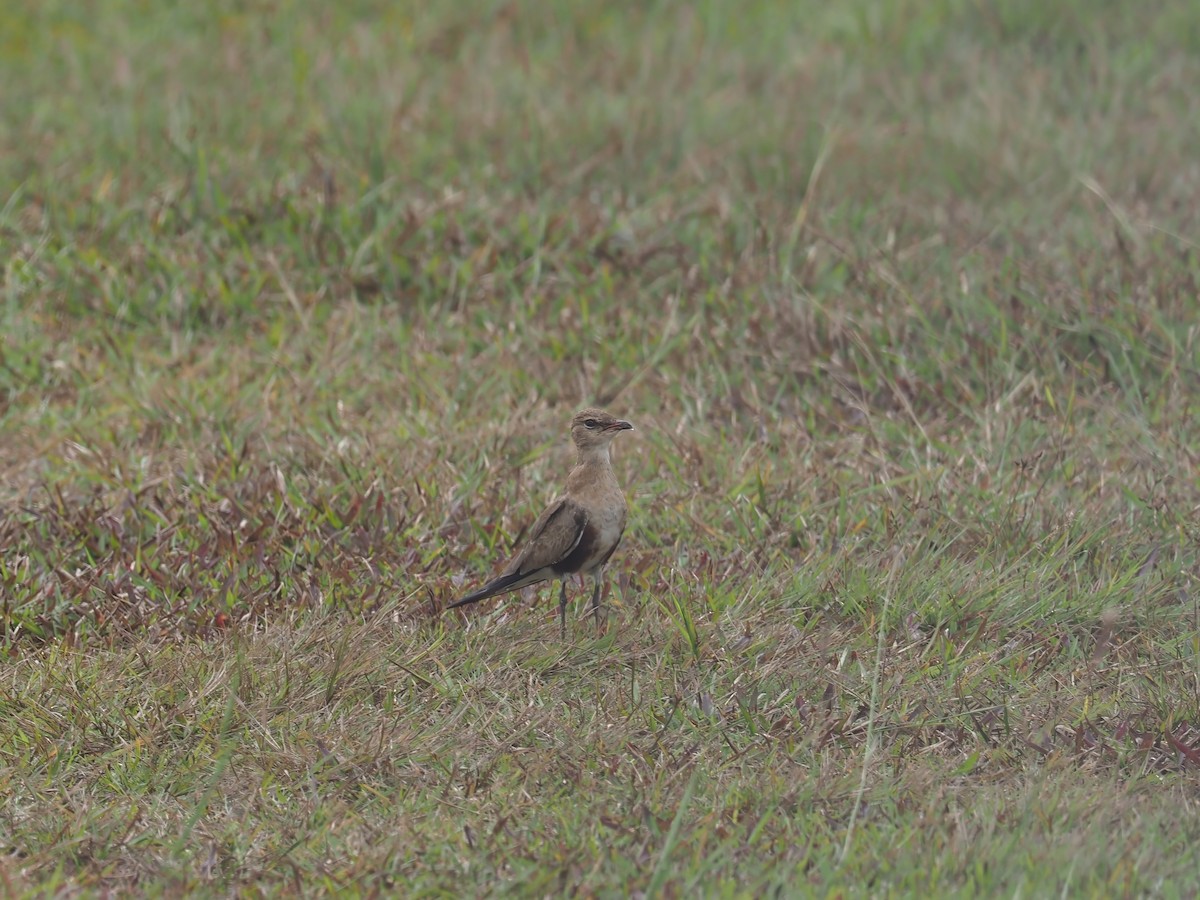 Australian Pratincole - ML609464662