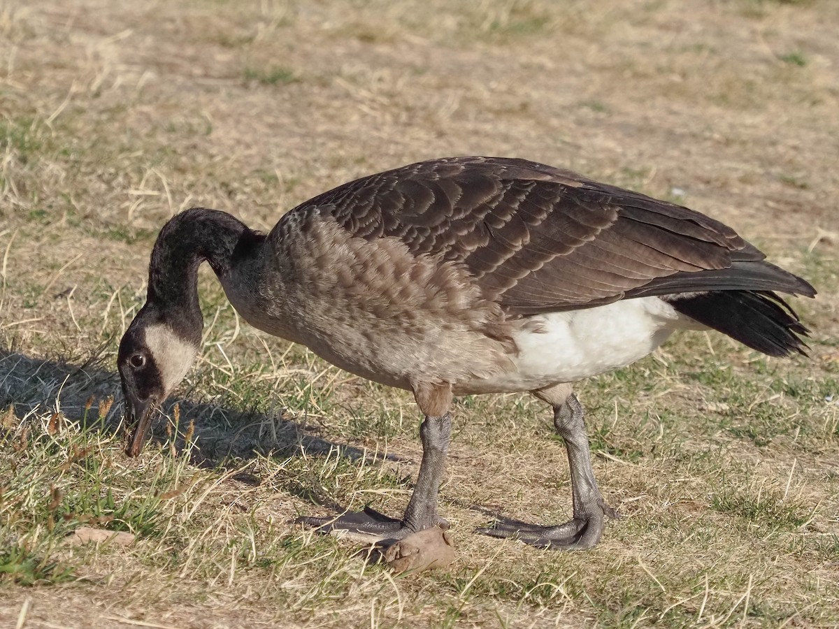 Canada Goose - ML609464670