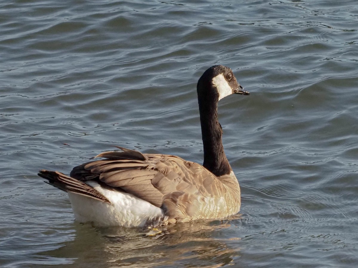 Canada Goose - ML609464672