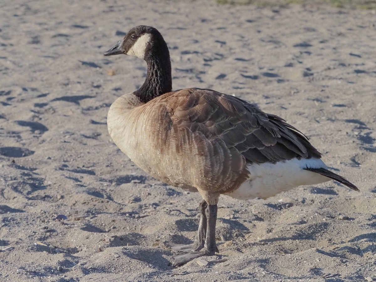 Canada Goose - ML609464673