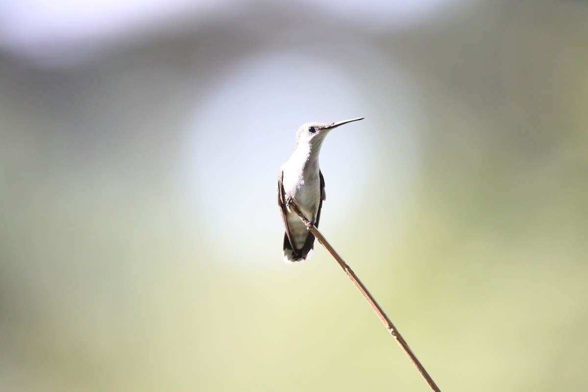 Ruby-throated Hummingbird - Ed M. Brogie