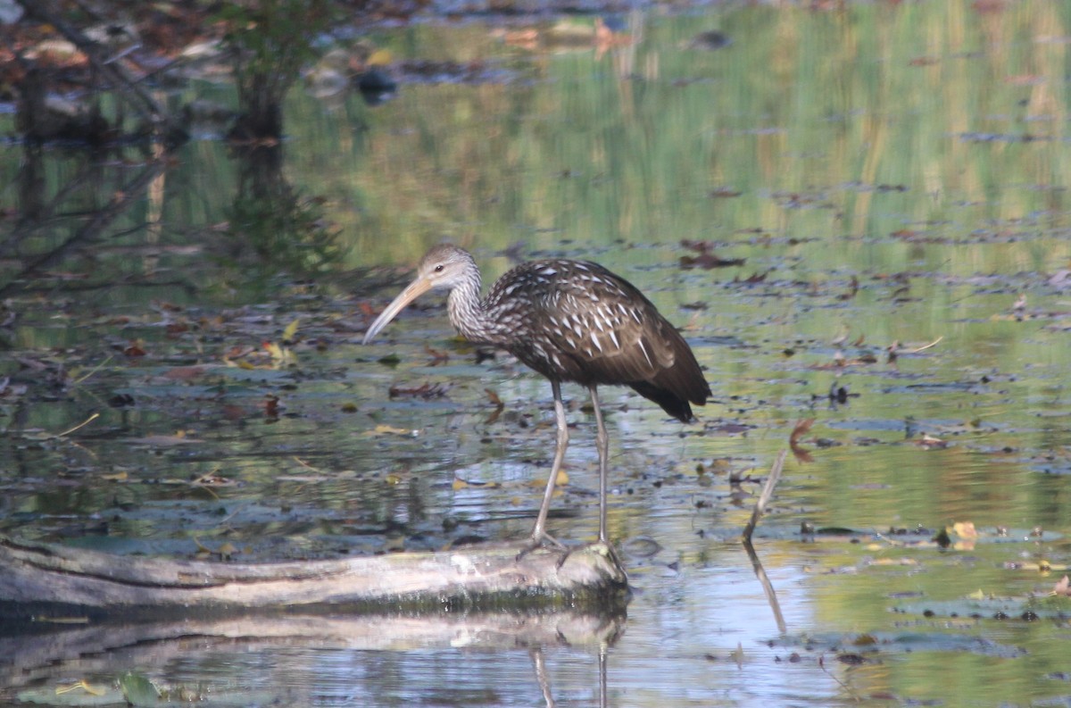 Limpkin - ML609464688