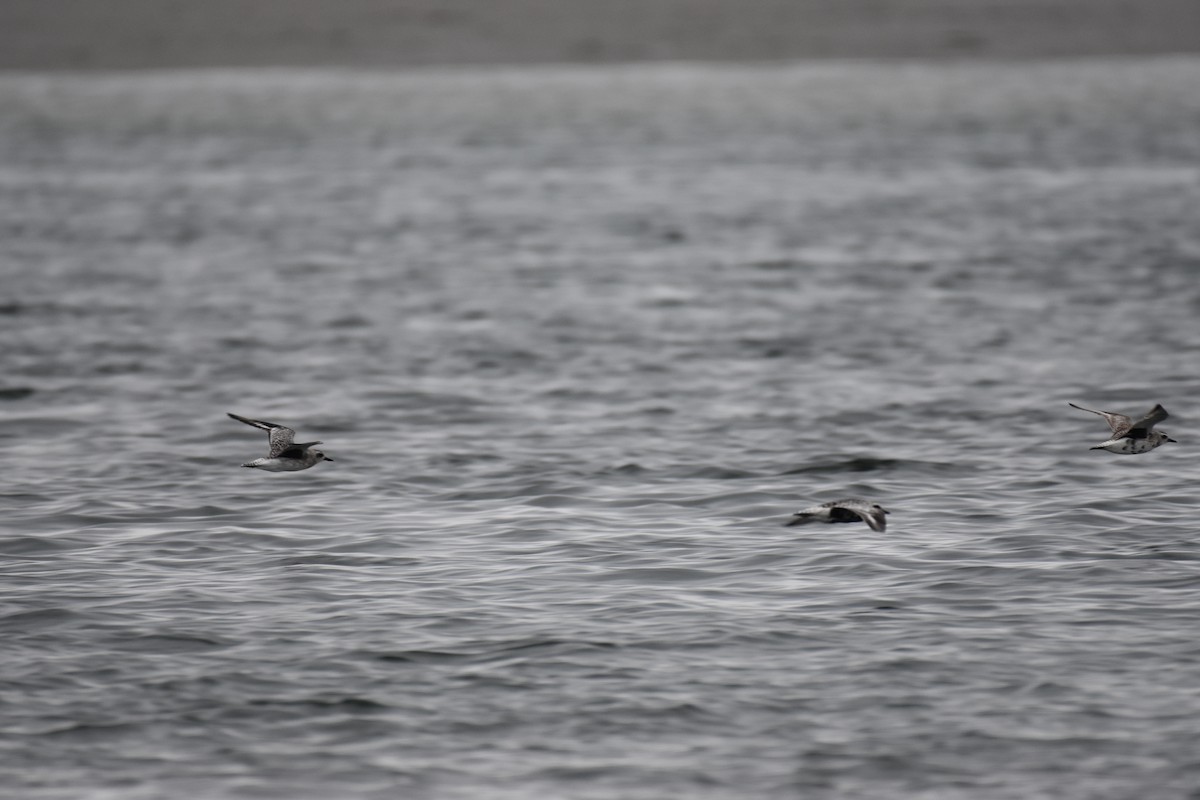 Black-bellied Plover - Jimmy  Welch