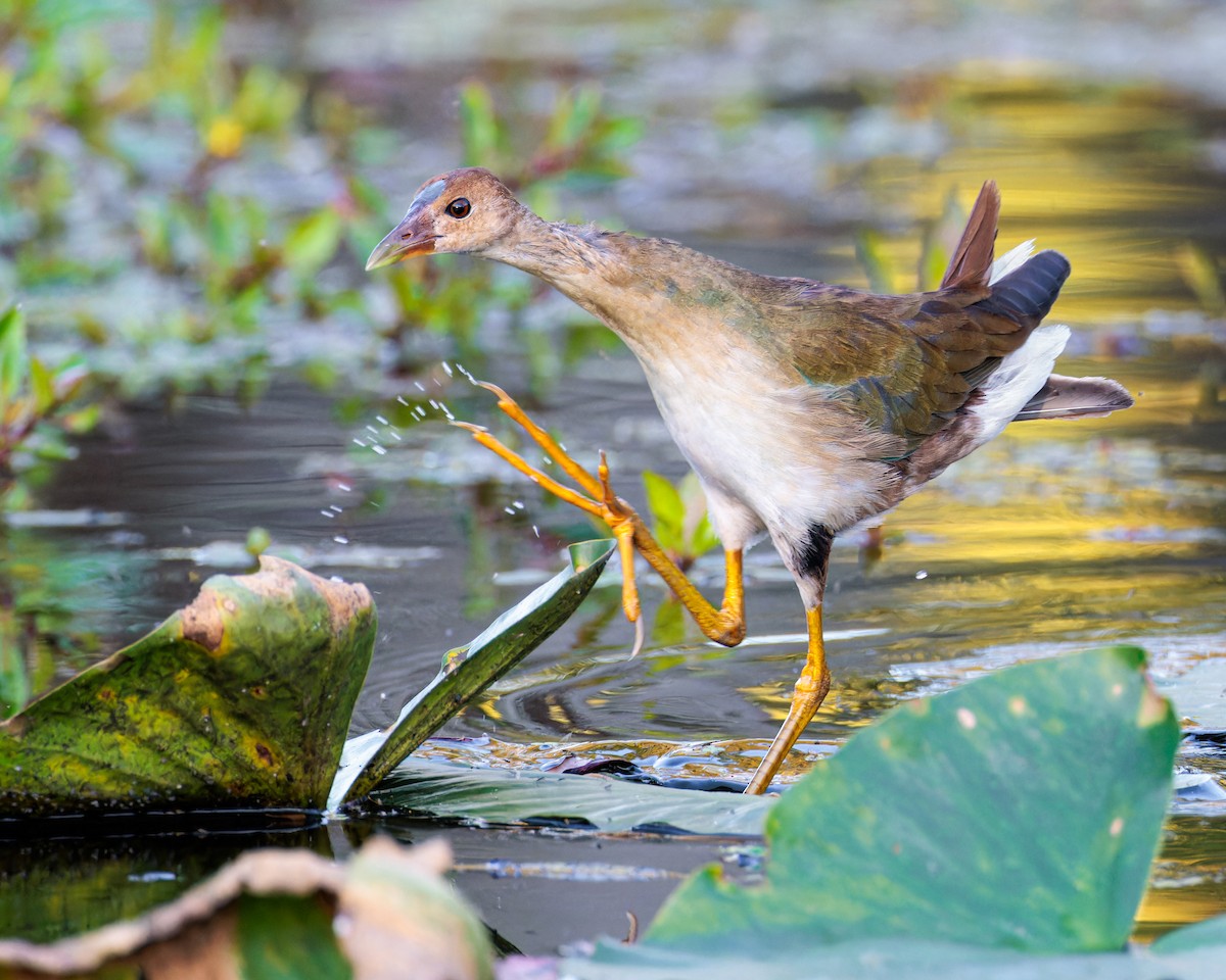 Purple Gallinule - ML609464808