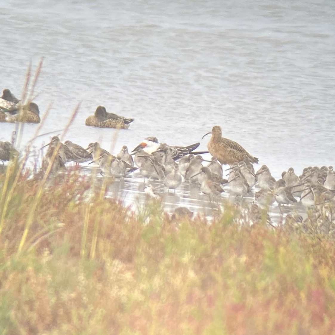 Black Skimmer - Zane Pickus