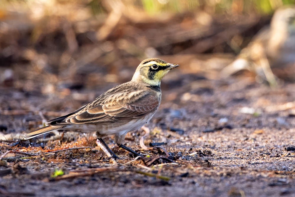 Horned Lark - Dennis Harris