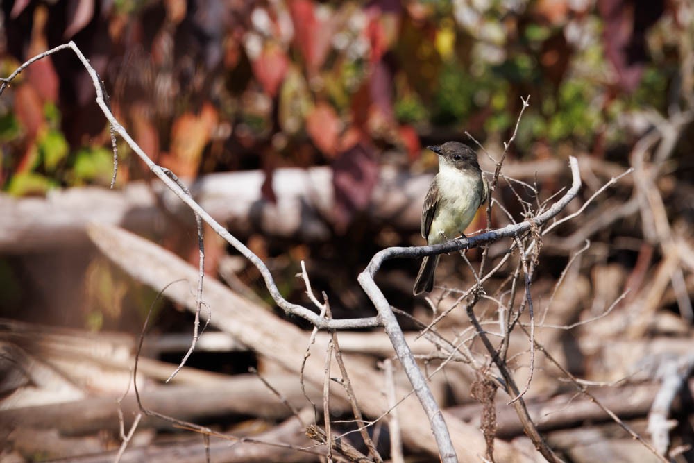 Eastern Phoebe - Dennis Harris