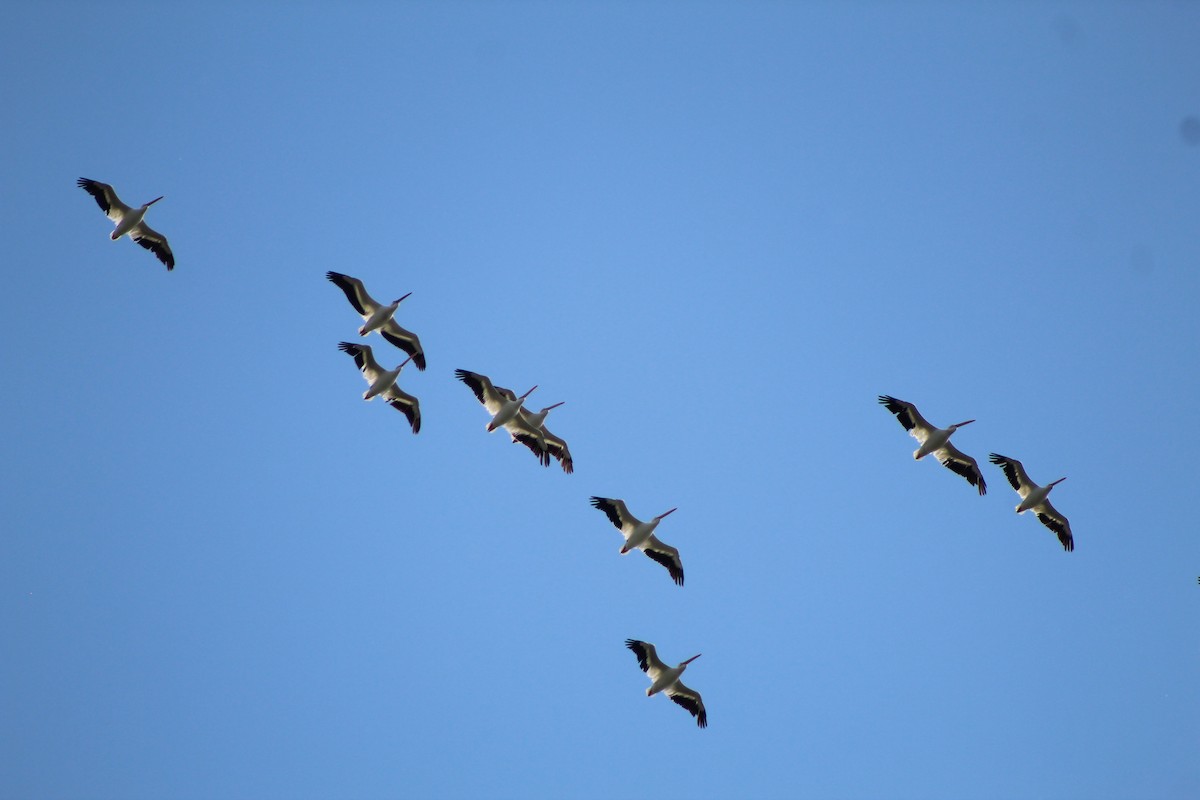 American White Pelican - ML609464950