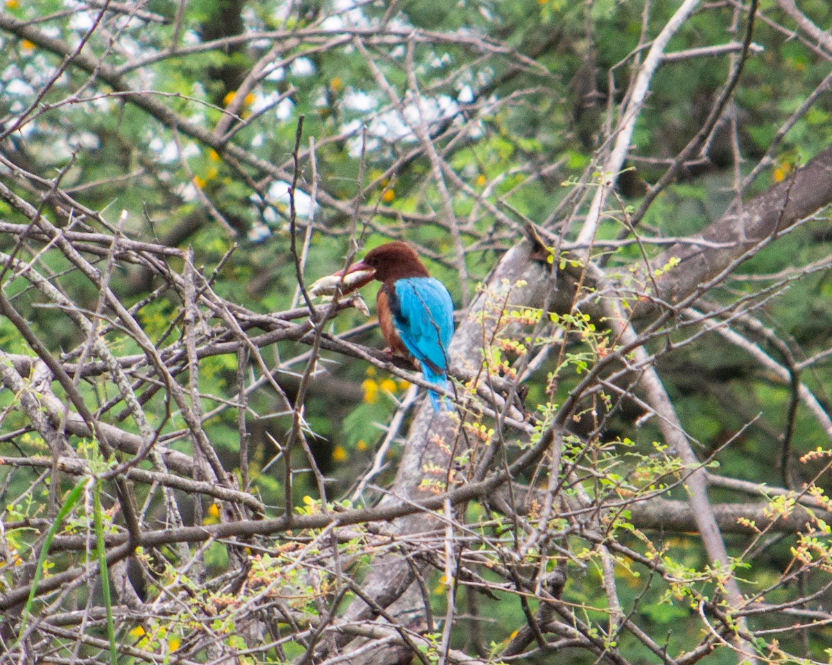 White-throated Kingfisher - krithik sankar