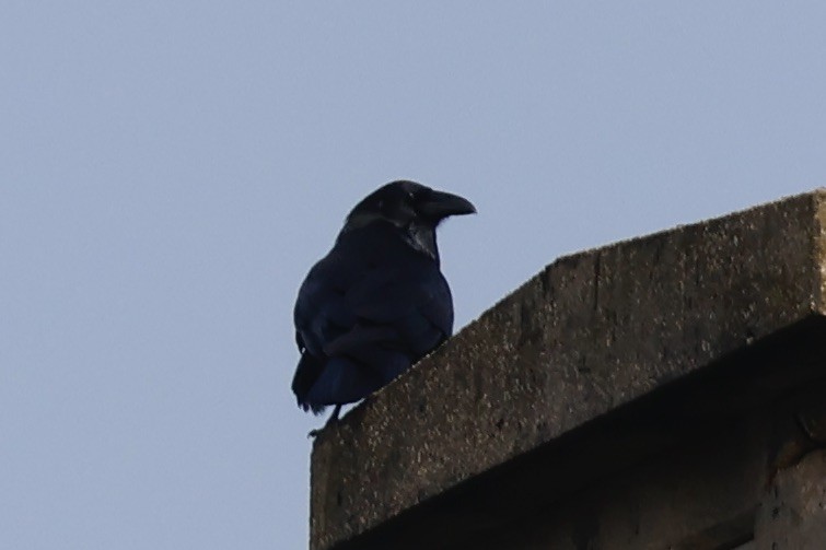 Common Raven - ML609465017