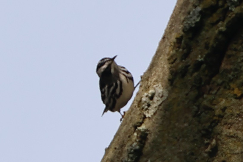 Black-and-white Warbler - ML609465052