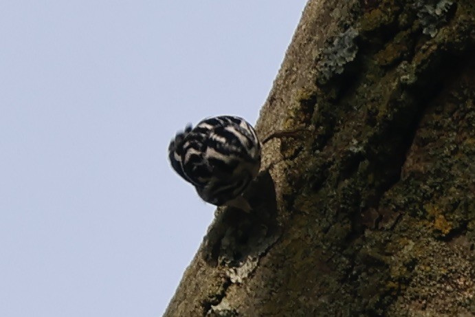 Black-and-white Warbler - ML609465053