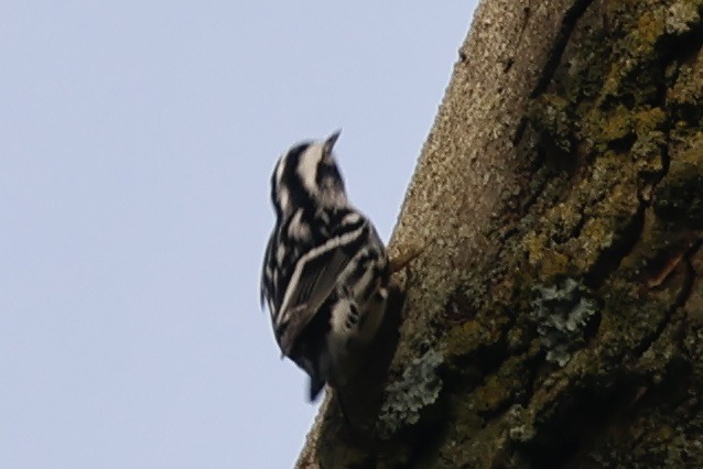 Black-and-white Warbler - ML609465054