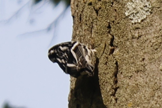 Black-and-white Warbler - ML609465055