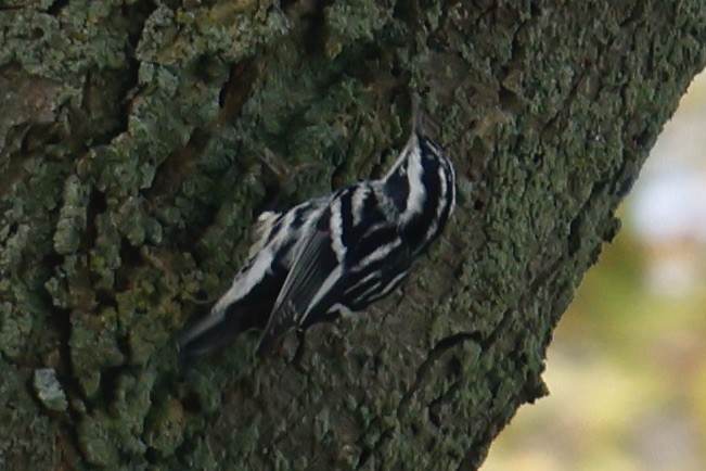 Black-and-white Warbler - ML609465056