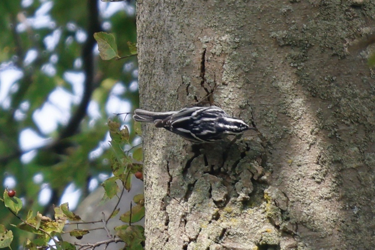 Black-and-white Warbler - ML609465057