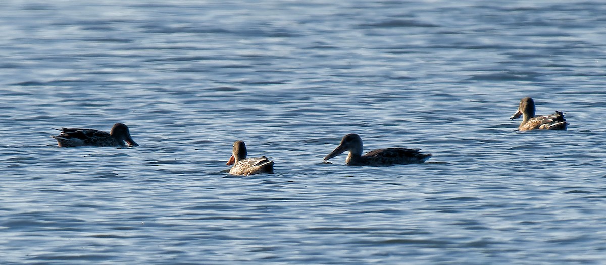 Northern Shoveler - ML609465121