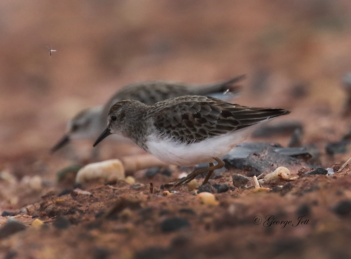 Least Sandpiper - George Jett