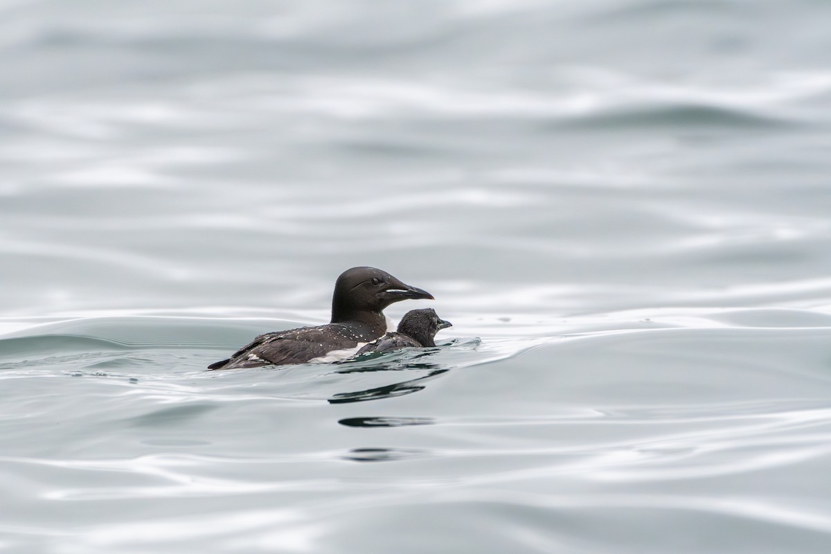 Thick-billed Murre - Peggy Mundy