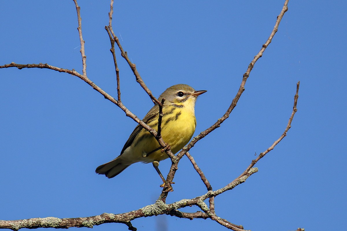 Prairie Warbler - ML609465230