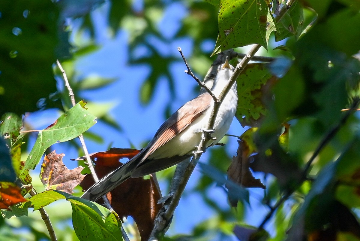 Yellow-billed Cuckoo - ML609465246