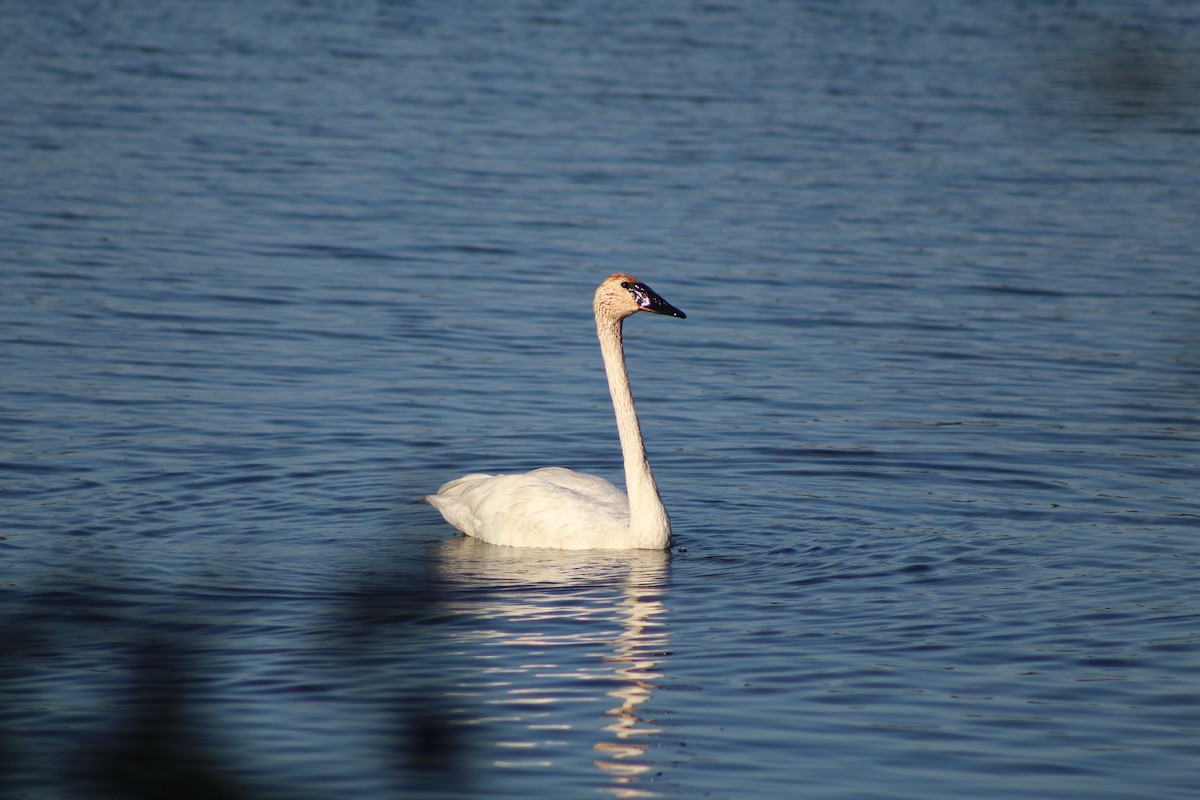 Trumpeter Swan - ML609465248