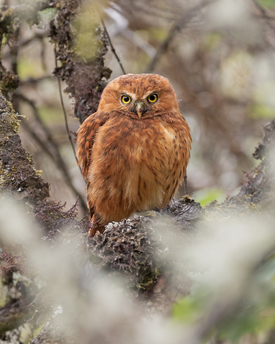 Yungas Pygmy-Owl - ML609465291