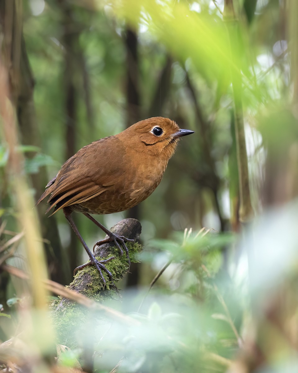 Urubamba Antpitta - ML609465300