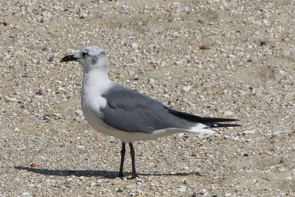 Laughing Gull - ML609465348