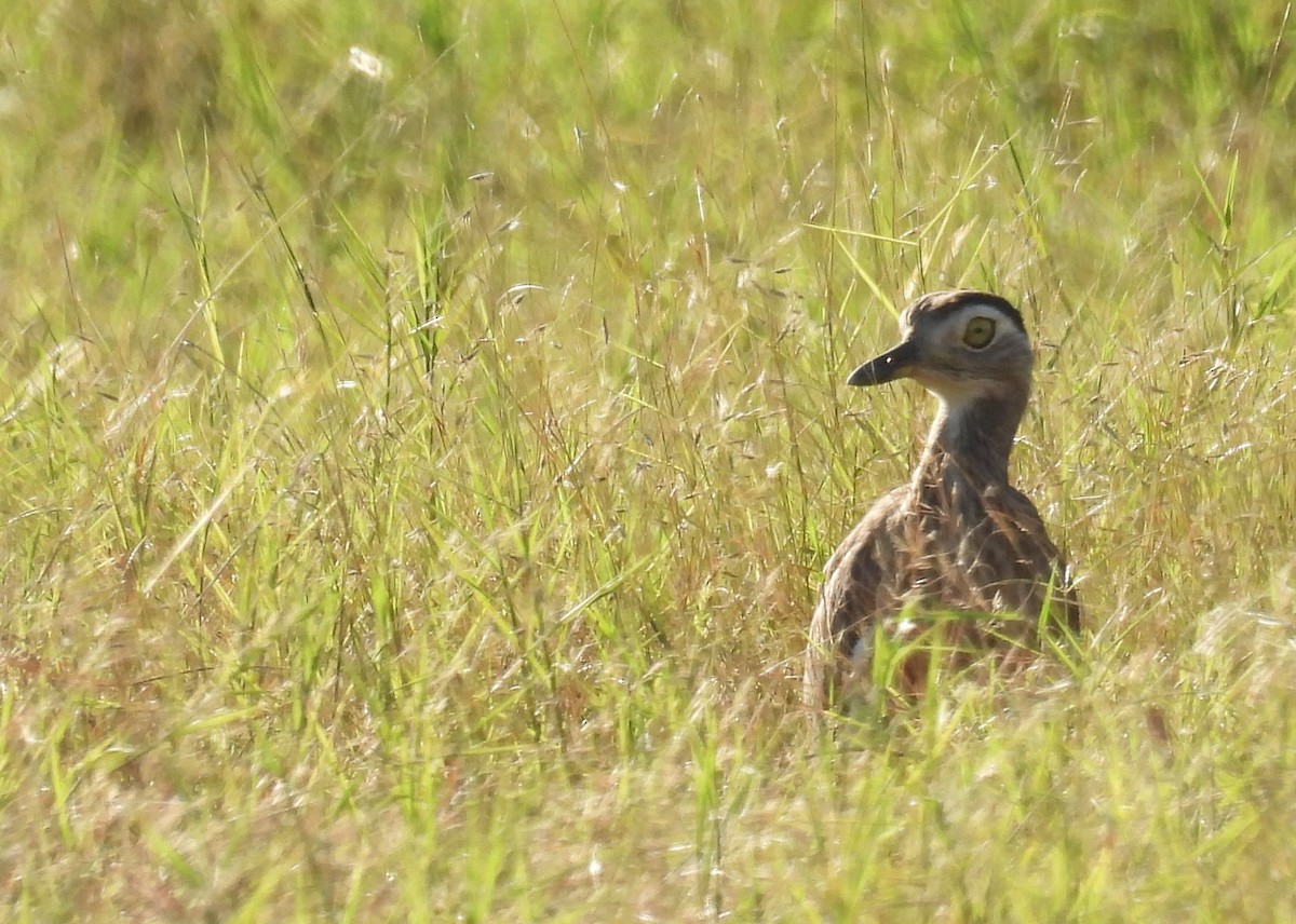 Double-striped Thick-knee - ML609465349