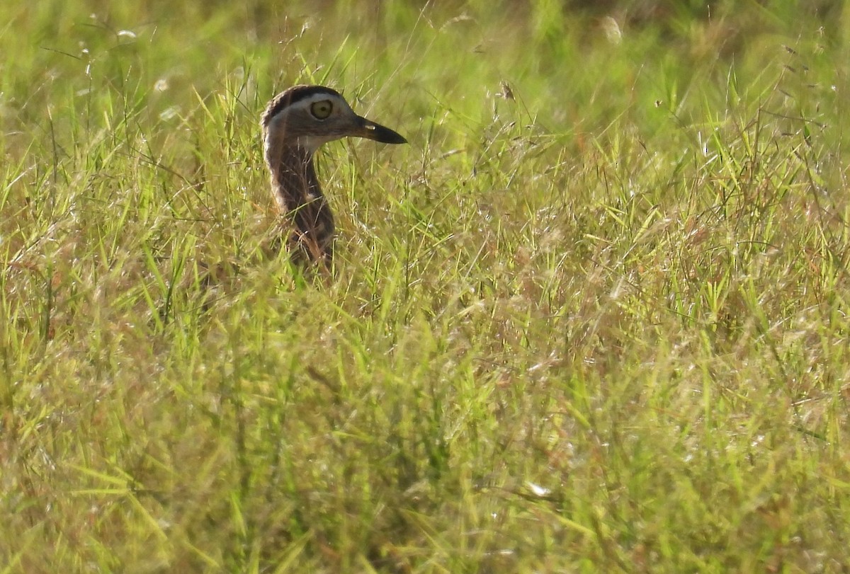 Double-striped Thick-knee - ML609465350