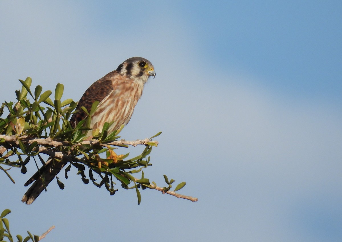 American Kestrel - ML609465377