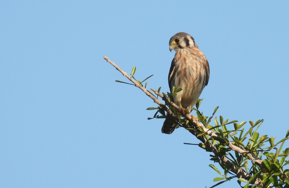 American Kestrel - Pablo Chumil Birding Guatemala