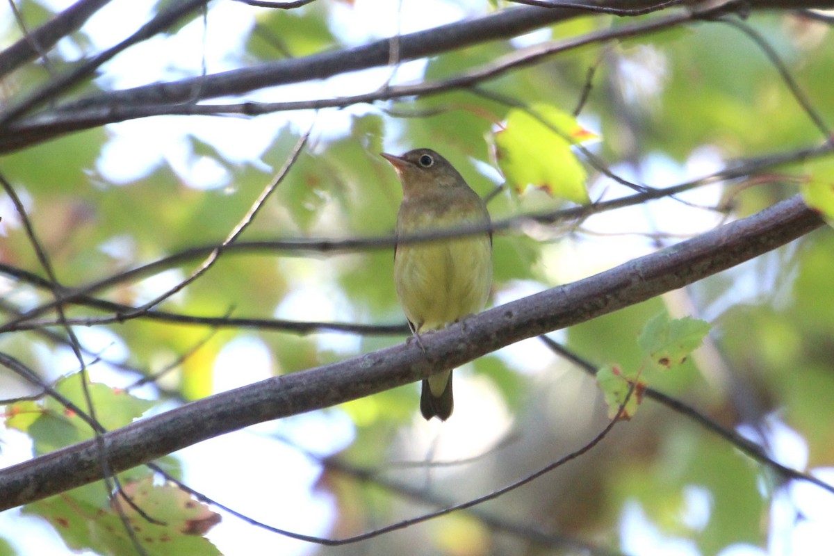 Connecticut Warbler - ML609465665