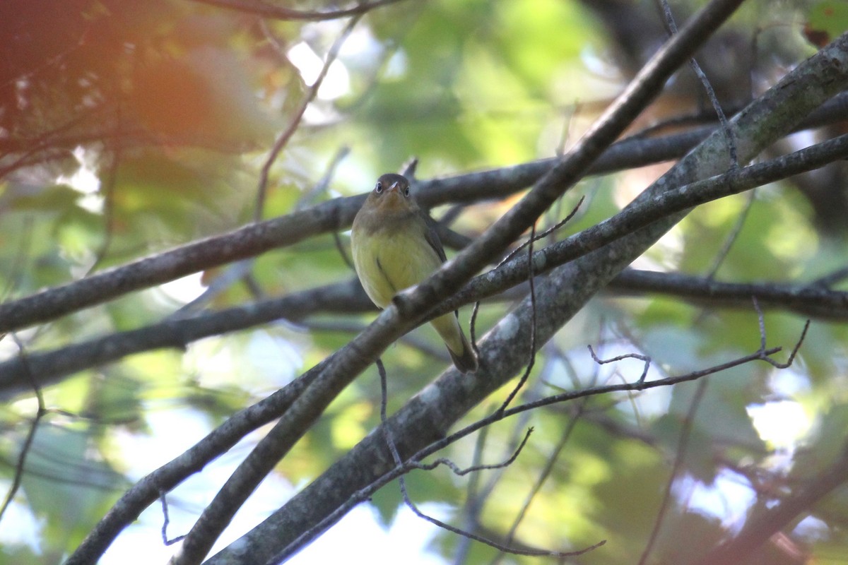 Connecticut Warbler - Ron and Tracy George-Snyder