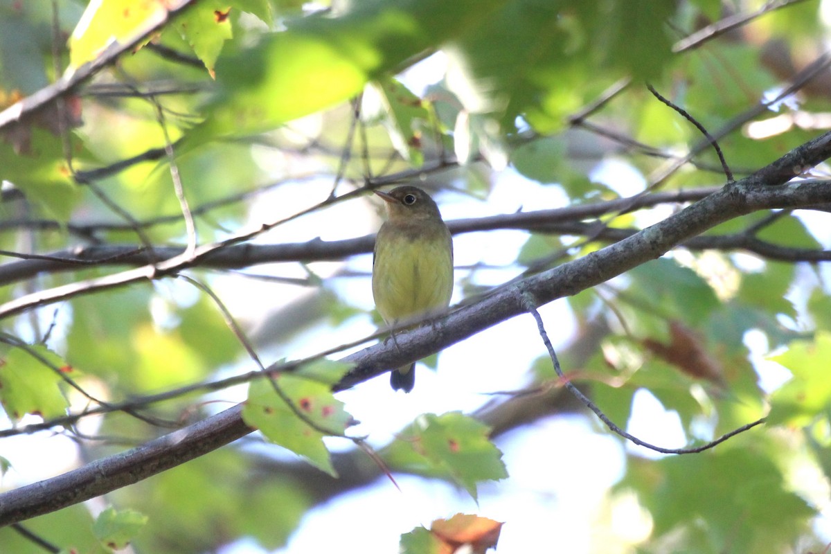 Connecticut Warbler - Ron and Tracy George-Snyder