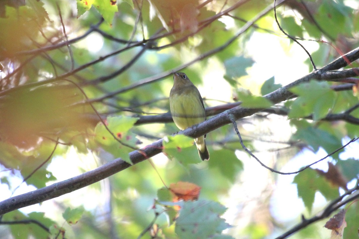 Connecticut Warbler - ML609465670