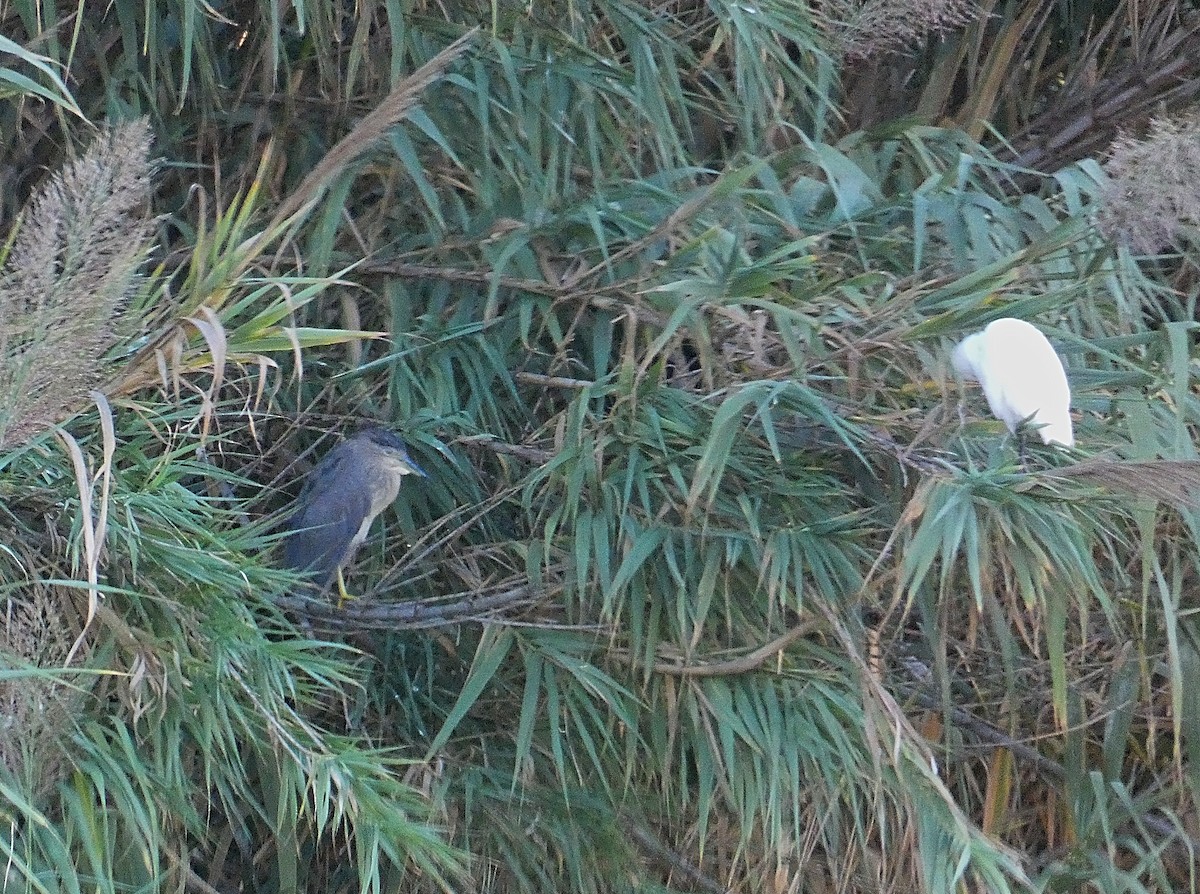 Black-crowned Night Heron - ML609465852