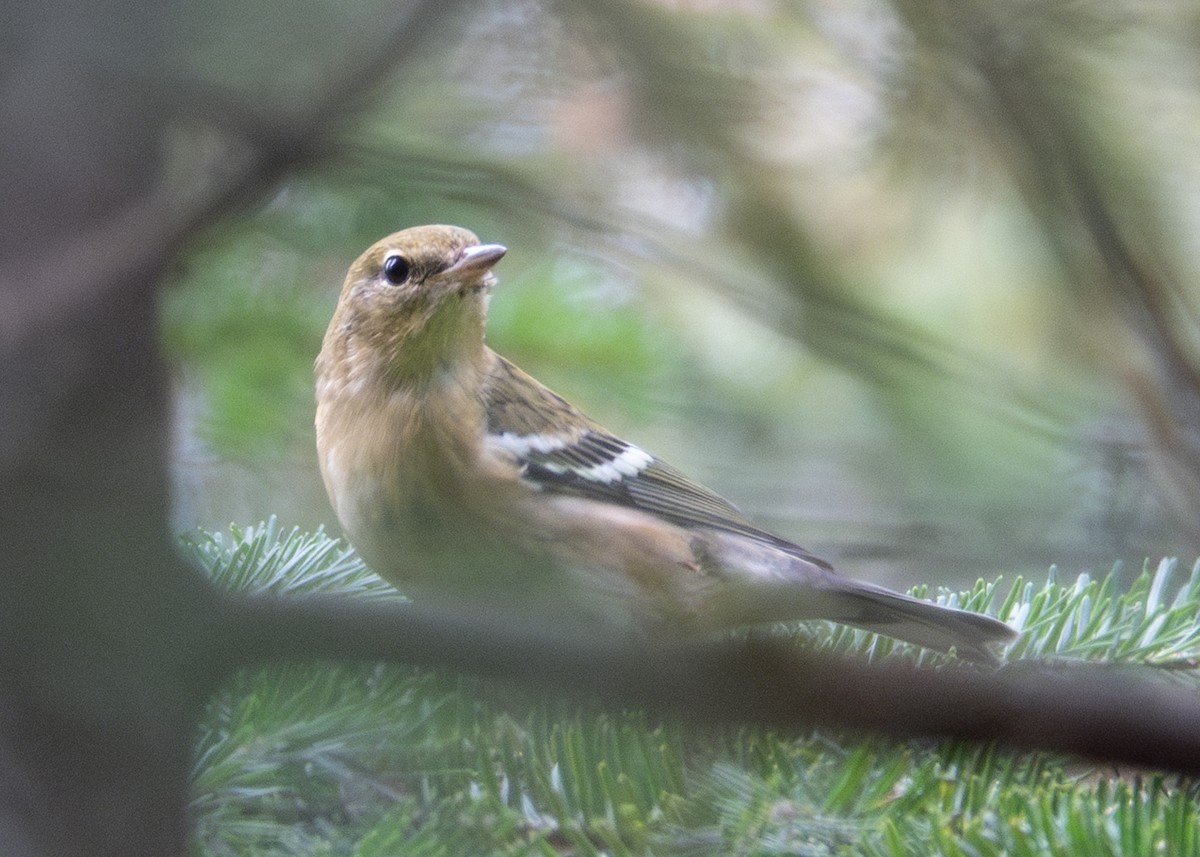 Bay-breasted Warbler - Andrew Bates