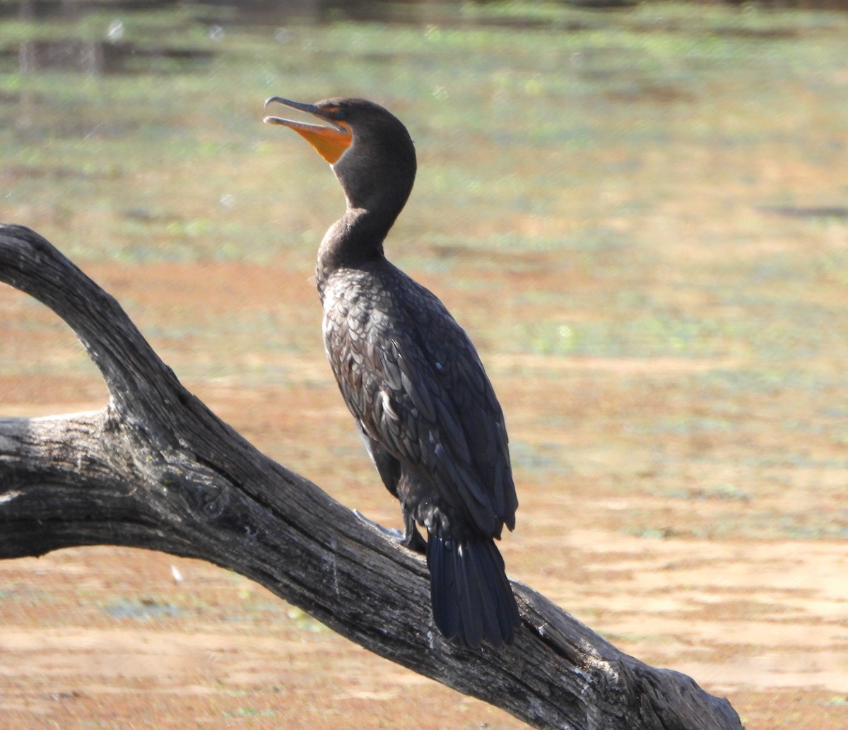 Double-crested Cormorant - ML609465989