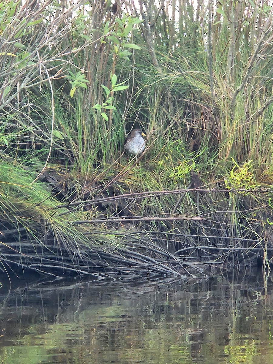 Polluela Sora - ML609466113