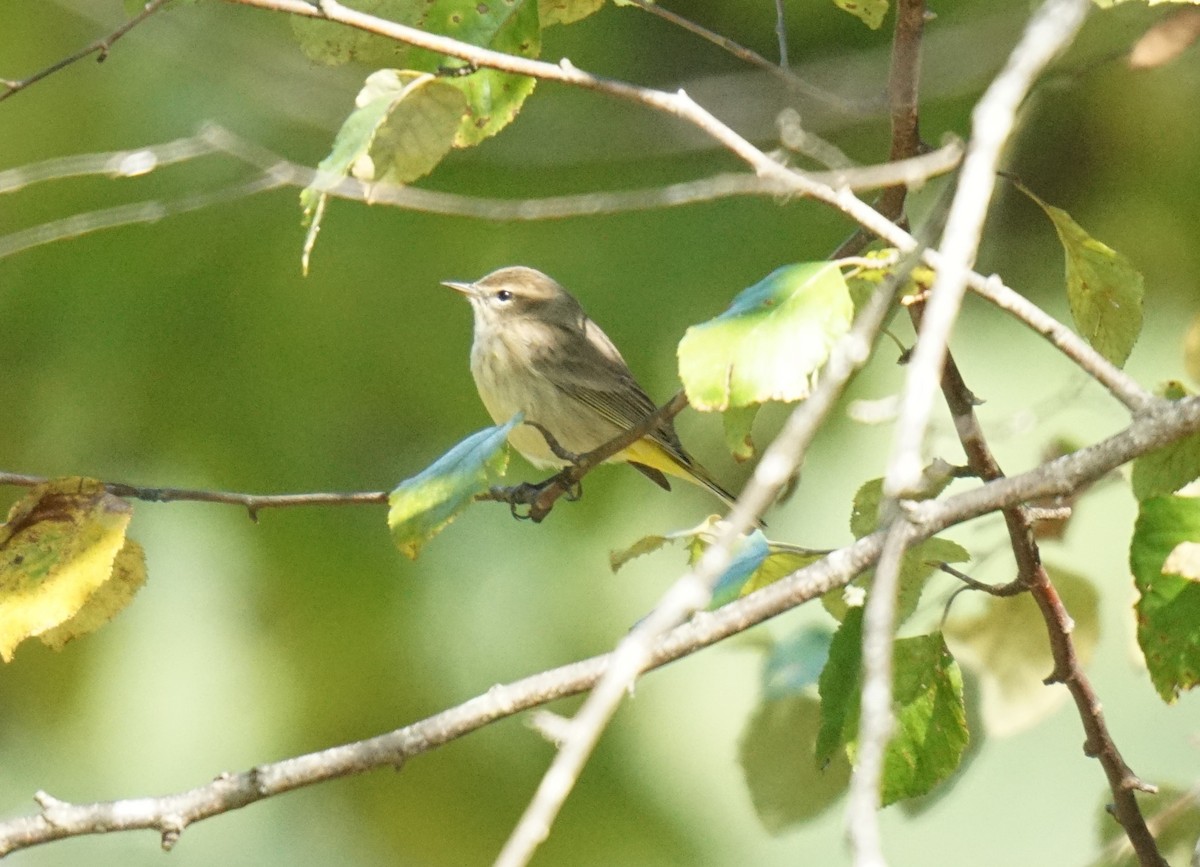 Palm Warbler - ML609466115