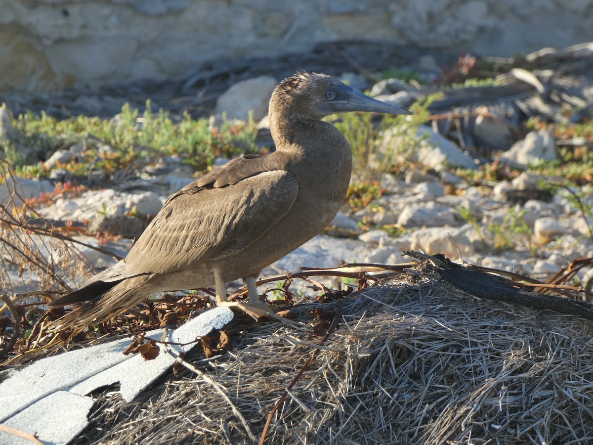 白腹鰹鳥 - ML609466186