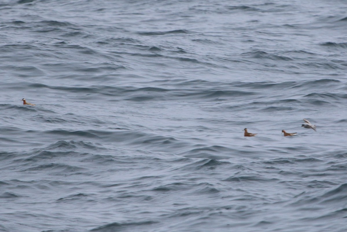 Red Phalarope - Richard MacIntosh