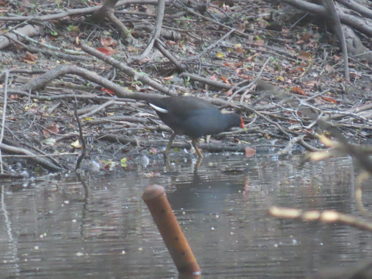 Dusky Moorhen - ML609466279