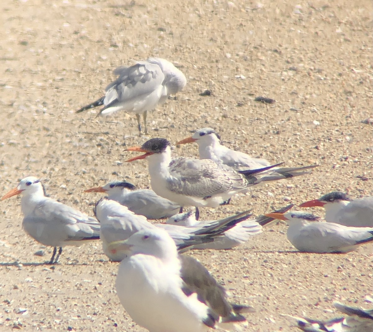 Caspian Tern - ML609466402