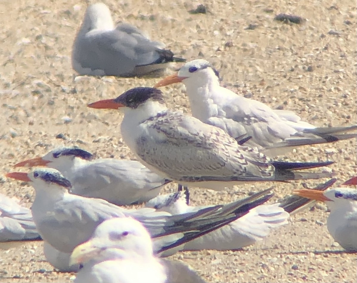 Caspian Tern - ML609466433