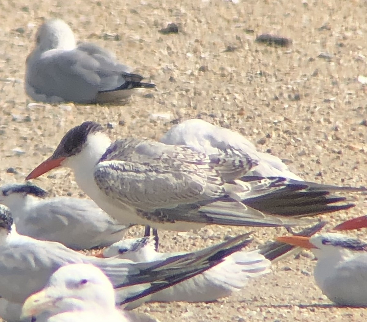 Caspian Tern - ML609466445